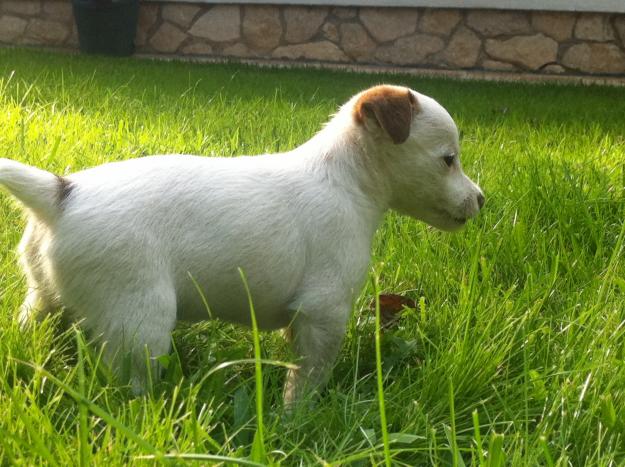 jack russell terrier, cría familiar