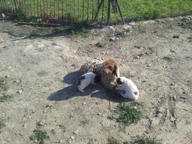 Autenticos cachorros de perro de agua.