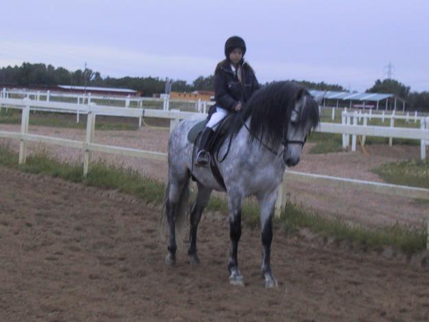 CABALLO PURA  RAZA ESPAÑOLA 8  AÑOS DOMADO CON CARTA