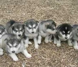 cachorro alaskan malamute