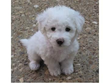 Cachorros bichon maltes preciosos, con pedigree. 2 meses de edad