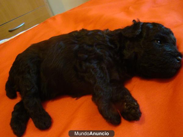 caniche negro