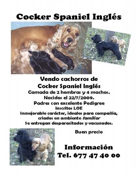 Cocker Spaniel Inglés