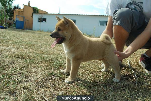 Ejemplares de primera calidad Shiba Inu de raza