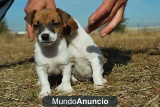 JACK RUSSELL TERRIER CRIAMOS LO QUE BUSCAS, PATA CORTA Y PELO CORTO