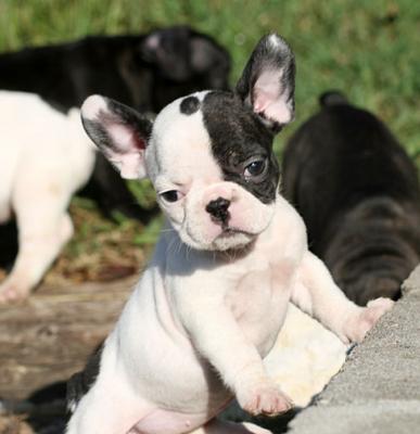 preciosos cachorros de bulldog frances.