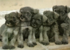 Preciosos cachorros de Schnauzer mini - mejor precio | unprecio.es
