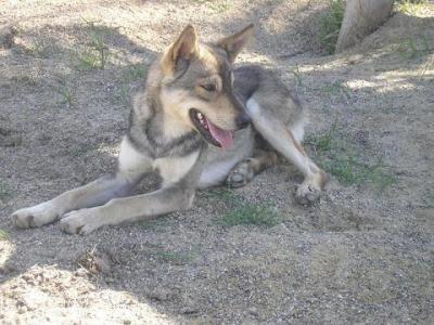 ROKO. Cruce de husky o pastor aleman, 17 meses. ZARPA