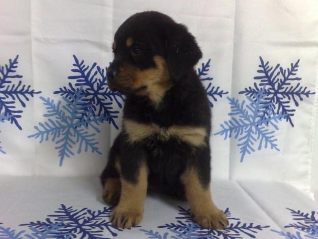 ROTTWEILER CAMADA DE GRAN CALIDAD 550 EUROS