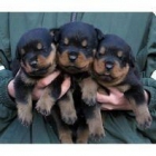 Rottweiler macho - mejor precio | unprecio.es