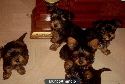 yorkshire terriers minis de PALMA 395E