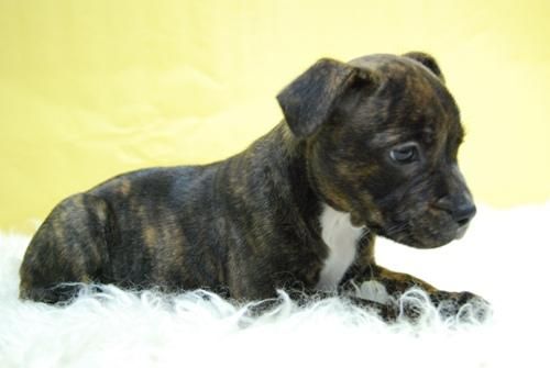 /// StaffordShire Bull-Terrier Excelentes Hembras Disponibles // www.animalflower.es ///