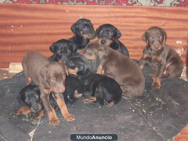 CACHORRITOS DE DOBERMAN COLOR CHOCOLATE EN MADRID