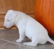 CACHORRO DE BULLTERRIER DURANTE NAVIDAD   todos sus documentos están listos para el vuelo para que usted sólo tendrá que