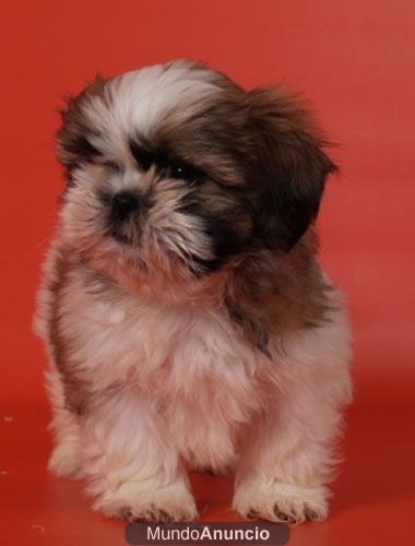 Camada de Shih-tzu, son espectaculares