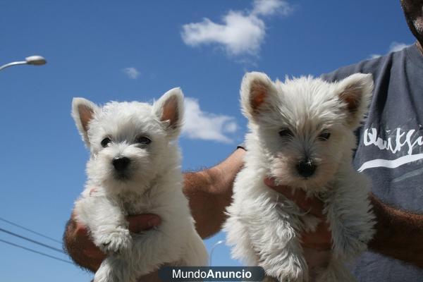 Camada de westys de gran calidad