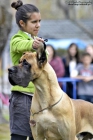 Dogos alemanes de Mayeste Dorados y Atigrados - mejor precio | unprecio.es