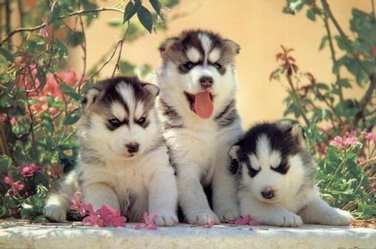 Excelente Camada Siberian Husky