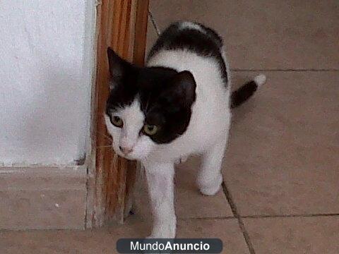 gato en adopcion