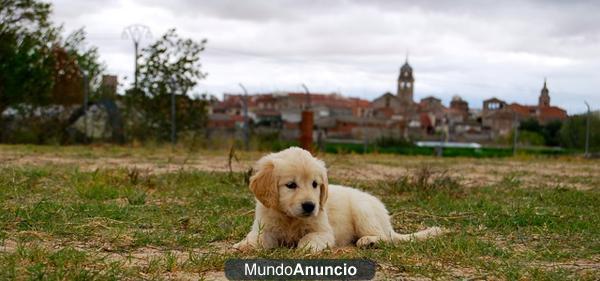 Golden Retriever fantasticos cachorritos