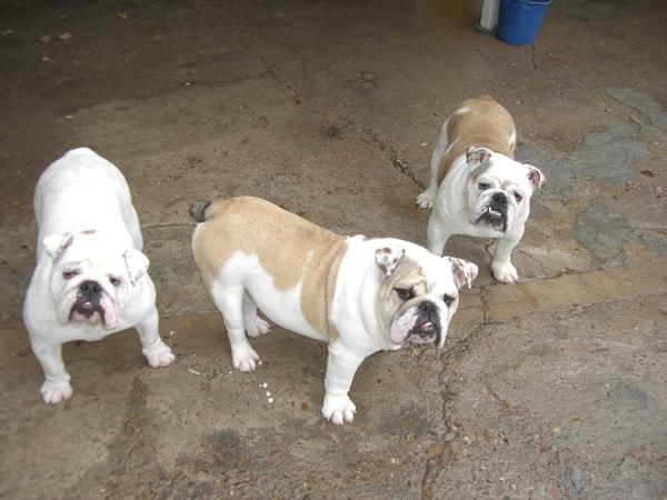 machos y hembra de bulldog ingles