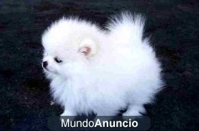 POMERANIA VARIOS COLORES