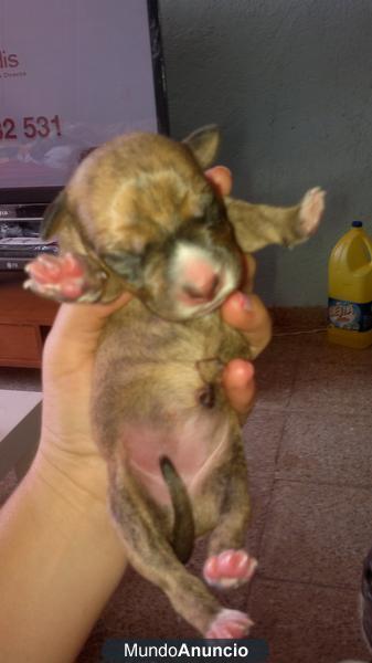 vendo cachorros american stanford con pitbull