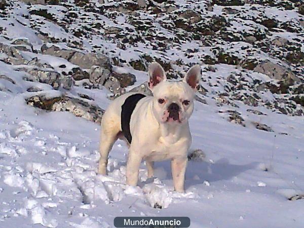 Bulldog Frances para montas