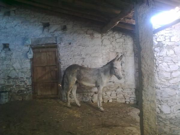 BURRO DE 2 AÑOS Y MEDIO, MUY NOBLE,SIRVE PARA CUBRIR YEGUAS