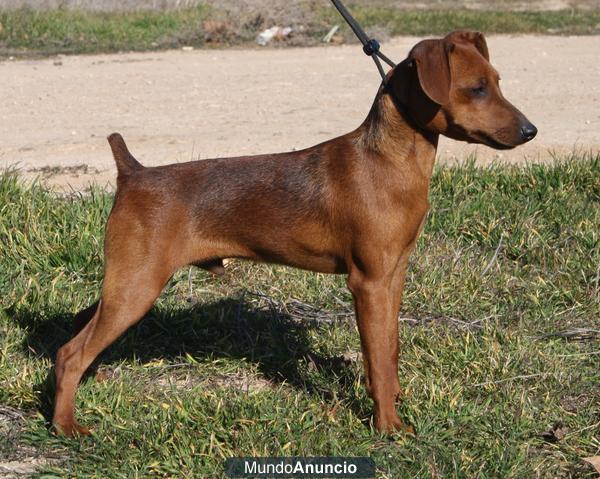 Cachorro Hembra de Pinscher Miniatura