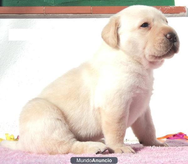 CACHORROS DE LABRADOR RETRIEVER