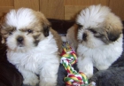 CAMADA DE SHIH-TZU TRICOLORES - mejor precio | unprecio.es