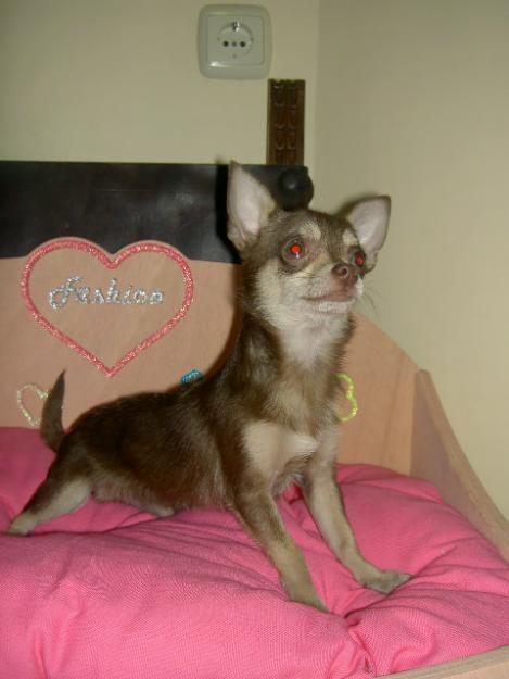 Chihuahuas para san valentin