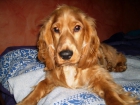 Cocker Spaniel ingles 10 meses PRECIOSO!! - mejor precio | unprecio.es