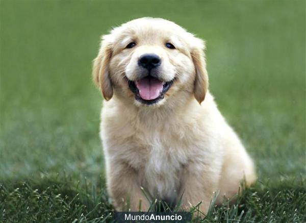 Compro o quiero regalo de golden cachorro