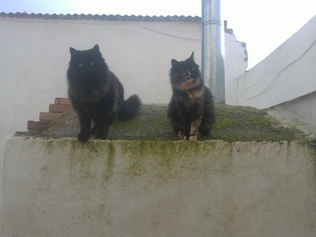 gatos de angora