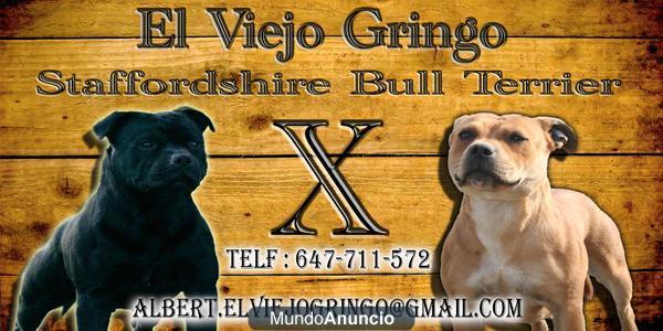 Gran camada de staffordshire bull terrier