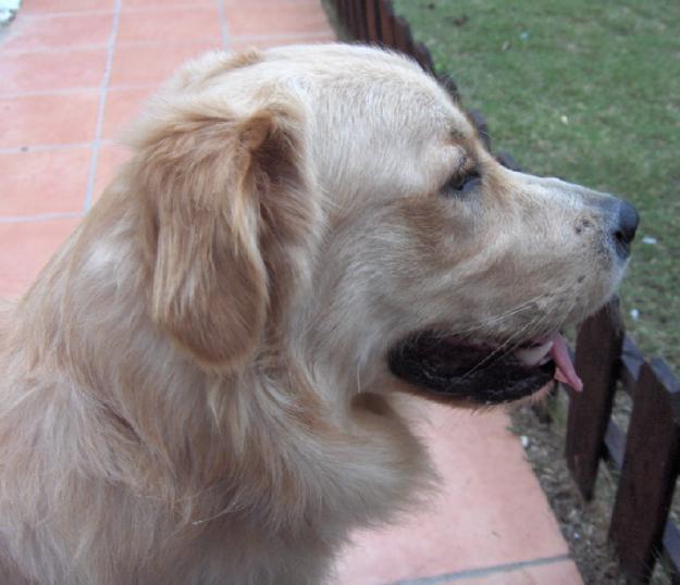 MACHO DE GOLDEN RETRIEVER BUSCA NOVIA