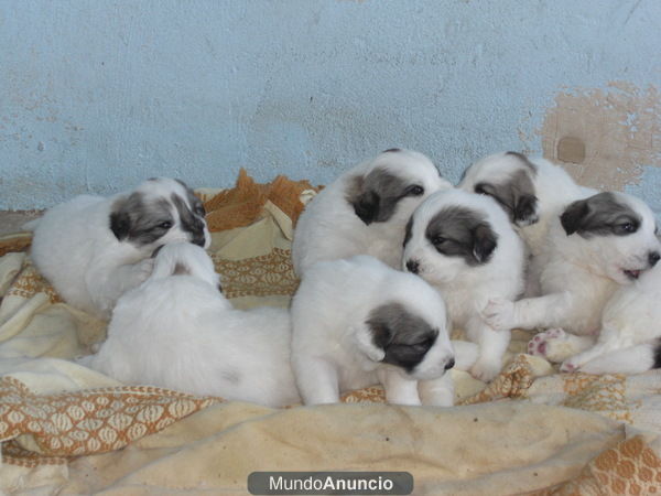 poner  gratis de cachorros, montaÃ±a de los pirineos