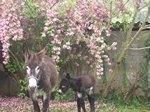 Se venden burras en Coruña