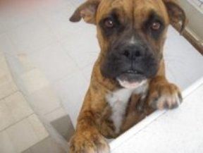 --ADOPTA:    BOXER  (Cachorra)   6 meses -