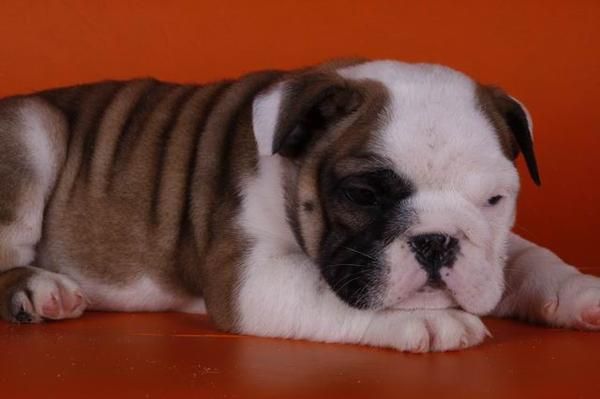 Animales y Mascotas   Bulldog ingles