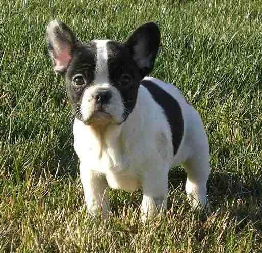 cachorro de bulldog frances con 2 meses