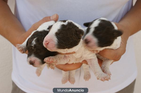 Cachorros de varios colores