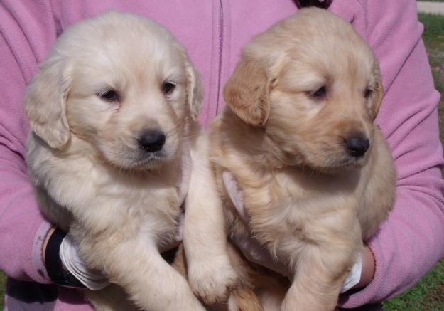 Cachorros golden retriever