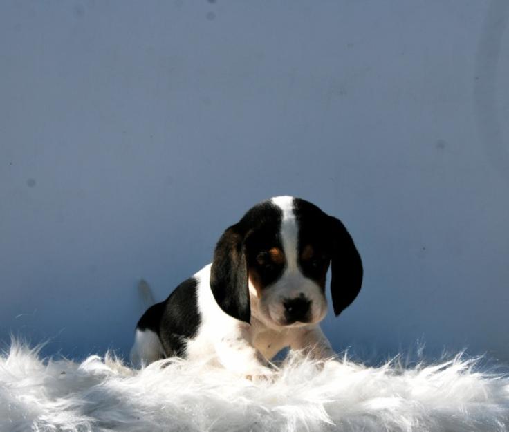 camada de beagle:linea de belleza:calidad con pedigree