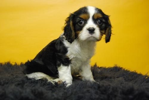 camadita de cavalier, cachorros que se entregan con dos meses de edad