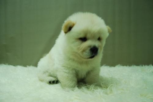 chow chow, cachorritos de calidad