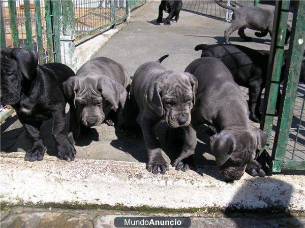 dogo aleman. cachorros de dos meses