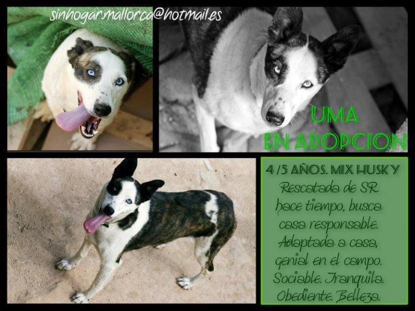 Hembra Preciosa Mix Husky en Adopción